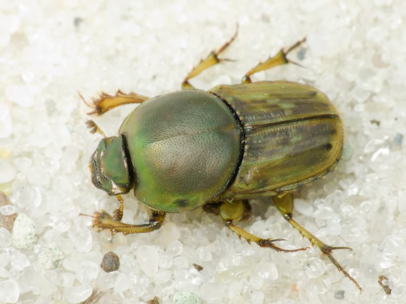 Euoniticellus fulvus (Goeze, 1777)